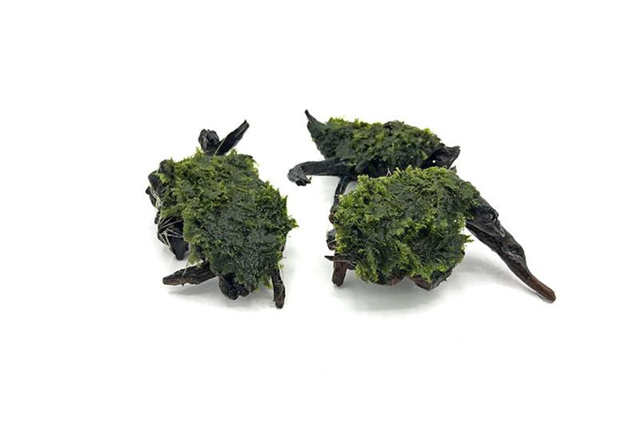 Fissidens Fontanus on Driftwood – Limited Stock