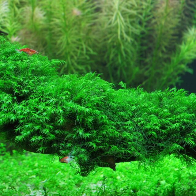Fissidens Fontanus on Driftwood – Limited Stock