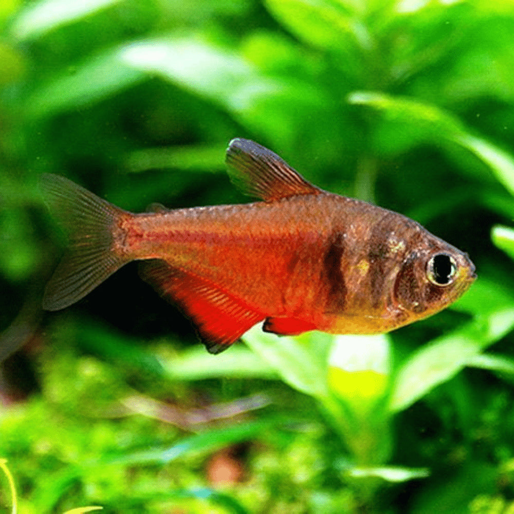 Flame Tetra  Ignite Your Aquarium with Fiery Color and Charm