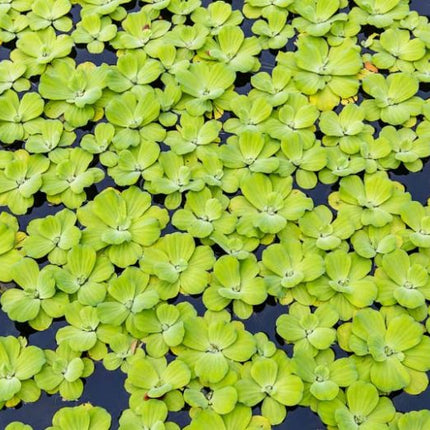 Floating Water Lettuce (Pistia stratiotes) - Each