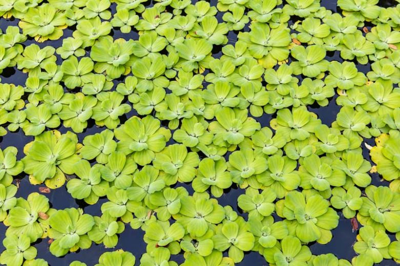 Floating Water Lettuce (Pistia stratiotes) - Each