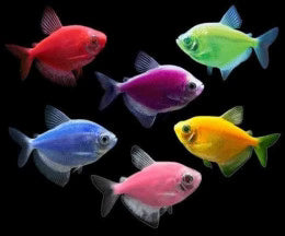 GMO Widow Tetra Tropical fish