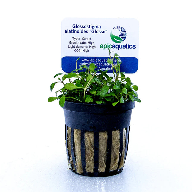 Glossostigma elatinoides “Glosso” – Epic Aquatics