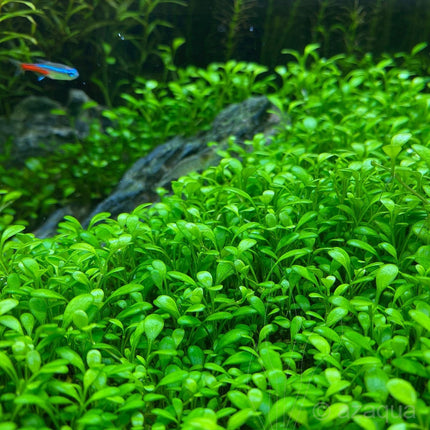 Glossostigma elatinoides “Glosso” – Epic Aquatics