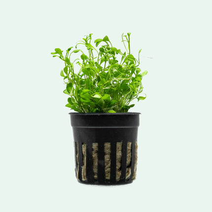 Glossostigma elatinoides  Premium Foreground Carpet for Pro-Level Aquascapes