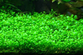 Glossostigma elatinoides  Premium Foreground Carpet for Pro-Level Aquascapes