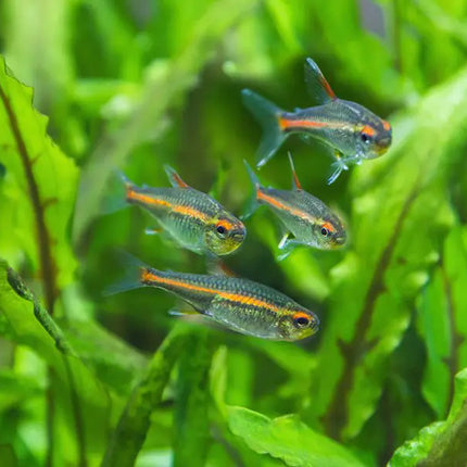 Glowlight Tetra A Glowing Gem for Your Freshwater Aquarium