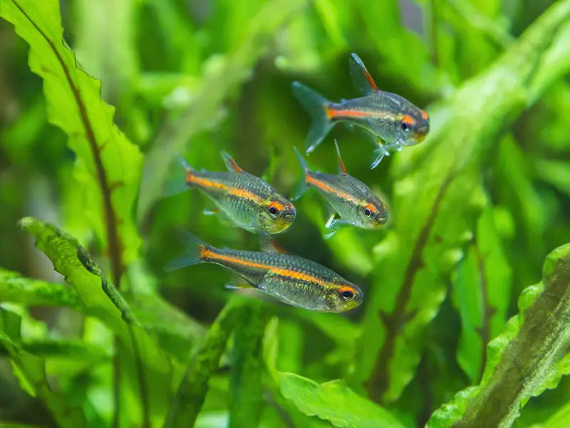 Glowlight Tetra A Glowing Gem for Your Freshwater Aquarium