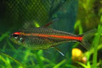 Glowlight Tetra A Glowing Gem for Your Freshwater Aquarium