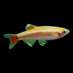 Gold White Cloud Mountain Minnow Bright & Hardy Aquarium Fish