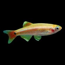 Gold White Cloud Mountain Minnow Bright & Hardy Aquarium Fish