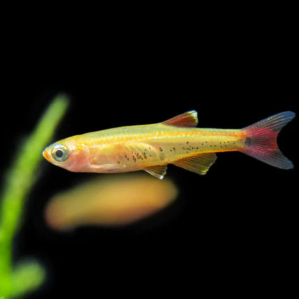 Gold White Cloud Mountain Minnow Bright & Hardy Aquarium Fish