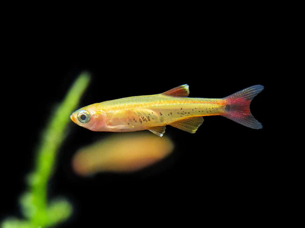 Gold White Cloud Mountain Minnow Bright & Hardy Aquarium Fish