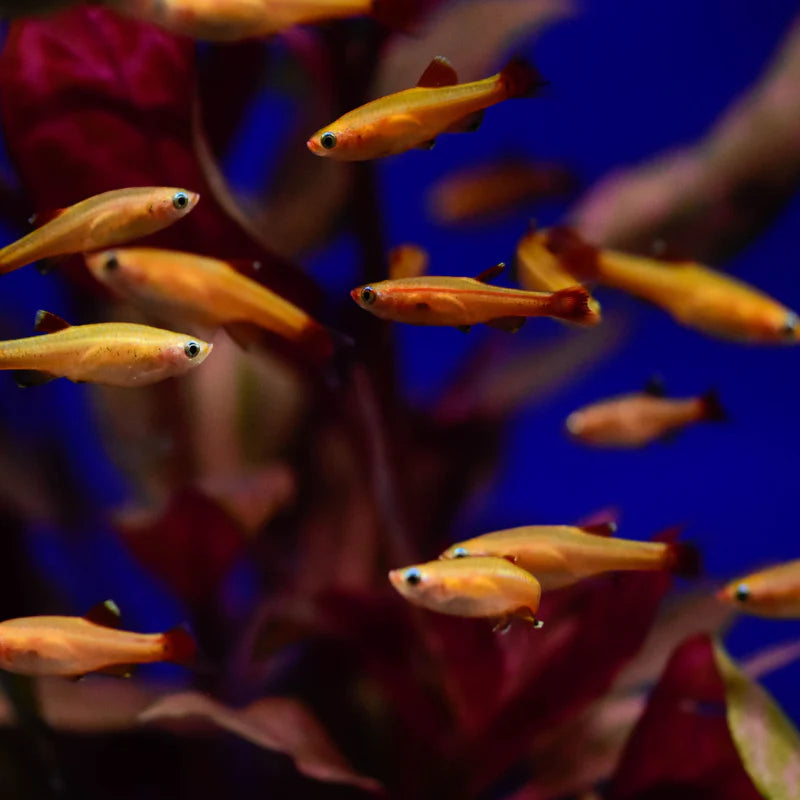 Gold White Cloud Mountain Minnow Bright & Hardy Aquarium Fish