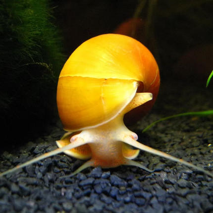 Golden Apple Snail Bright & Functional Aquarium Snail