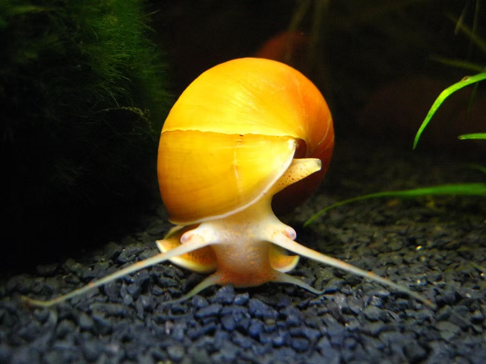 Golden Apple Snail Bright & Functional Aquarium Snail