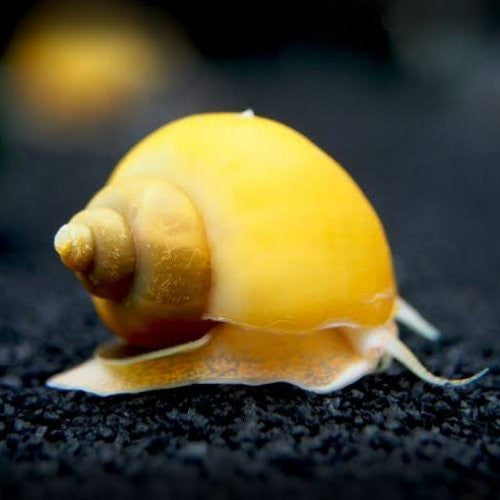 Golden Apple Snail Bright & Functional Aquarium Snail