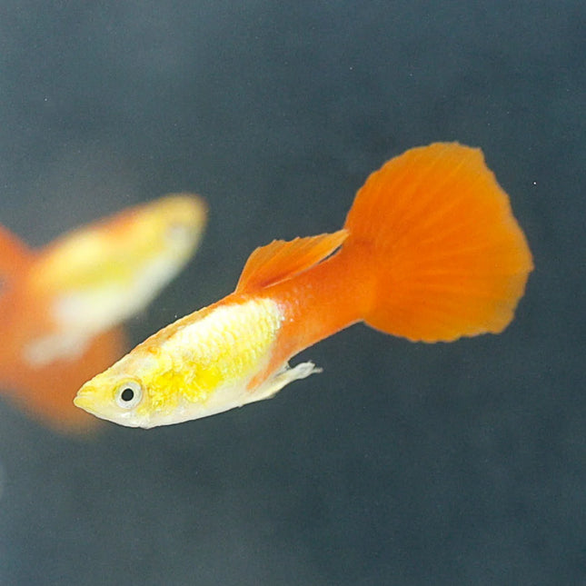 Guppy Male Golden