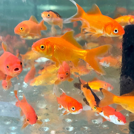 Goldfish 30mm Mixed Comets | Hardy, Colorful & Ideal for Ponds or Tanks