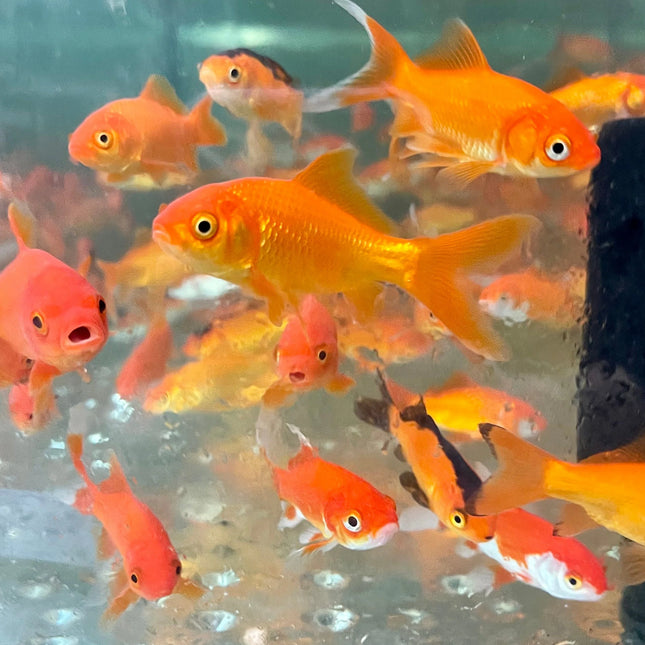 Goldfish 30mm Mixed Comets | Hardy, Colorful & Ideal for Ponds or Tanks