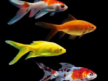 Goldfish 30mm Mixed Comets | Hardy, Colorful & Ideal for Ponds or Tanks