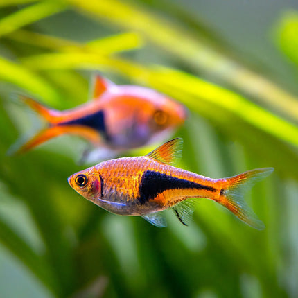 Harlequin Rasbora -& Peaceful, Colorful Freshwater Community Fish