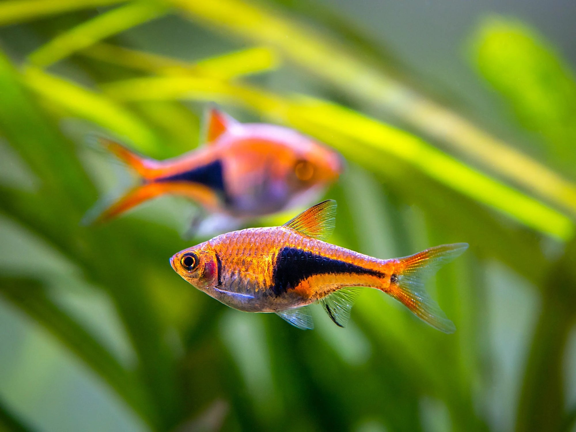 Harlequin Rasbora -& Peaceful, Colorful Freshwater Community Fish