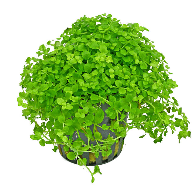 Hemianthus Micranthemum Monte Carlo