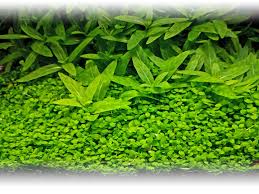 Hemianthus Micranthemum Monte Carlo