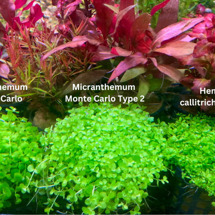 Hemianthus Micranthemum Monte Carlo