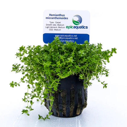 Hemianthus micranthemoides – Epic Aquatics