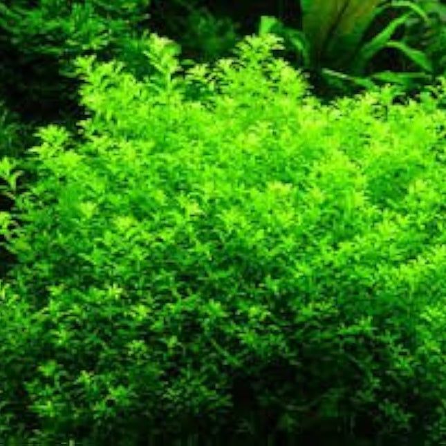 Hemianthus micranthemoides – Epic Aquatics