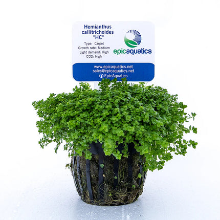 Hemianthus callitrichoides “HC” – Epic Aquatics