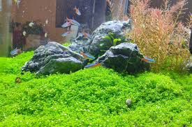 Hemianthus callitrichoides “HC” – Epic Aquatics