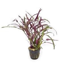Value Combo 5 Pack – Red Aquarium Plants