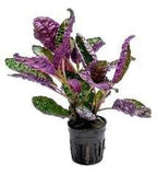 Hemigraphis colorata Add Vibrant Color to Your Aquascape
