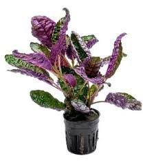Hemigraphis colorata Add Vibrant Color to Your Aquascape