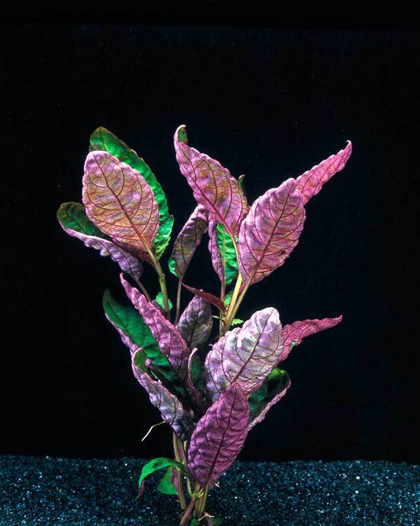 Hemigraphis colorata Add Vibrant Color to Your Aquascape
