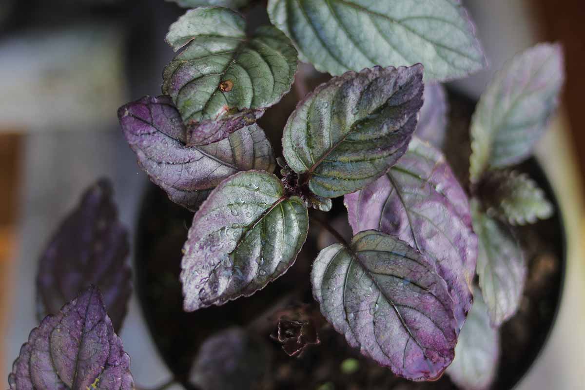 Hemigraphis colorata Add Vibrant Color to Your Aquascape