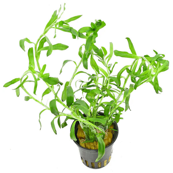Heteranthera zosterifolia “Star Grass” – Epic Aquatics