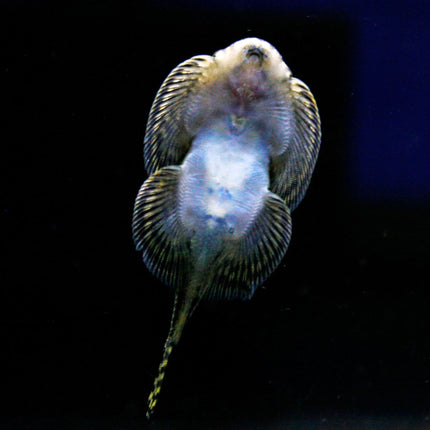 Hillstream Loach (Borneo Sucker)