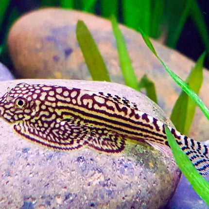 Hillstream Loach (Borneo Sucker)
