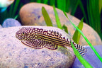 Hillstream Loach (Borneo Sucker)