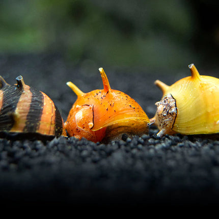 Horned Nerite Snail