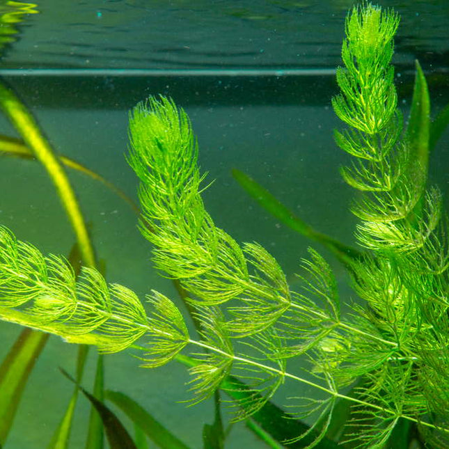 Hornwort (Guppy Grass) – 200mm Strand