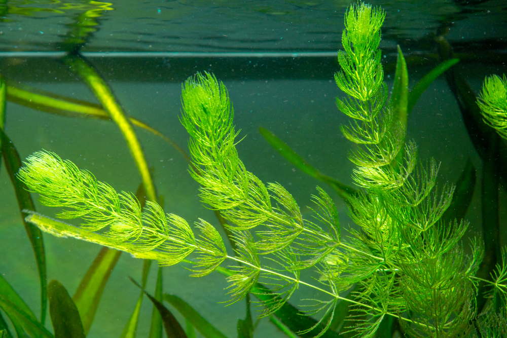 Hornwort (Guppy Grass) – 200mm Strand