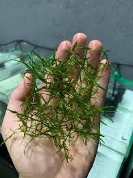 Hornwort (Guppy Grass) – 200mm Strand