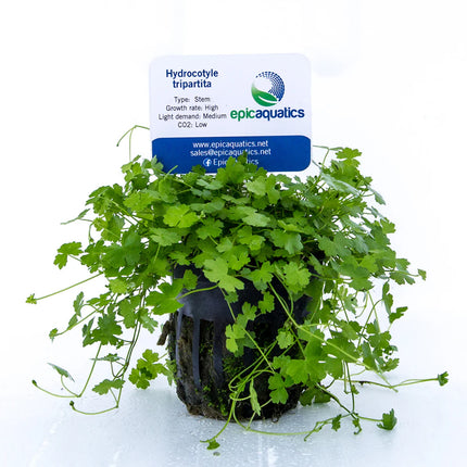 Hydrocotyle tripartita – Epic Aquatics