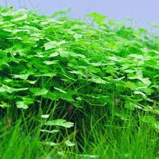 Hydrocotyle tripartita – Epic Aquatics