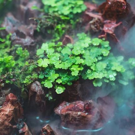 Hydrocotyle tripartita – Epic Aquatics
